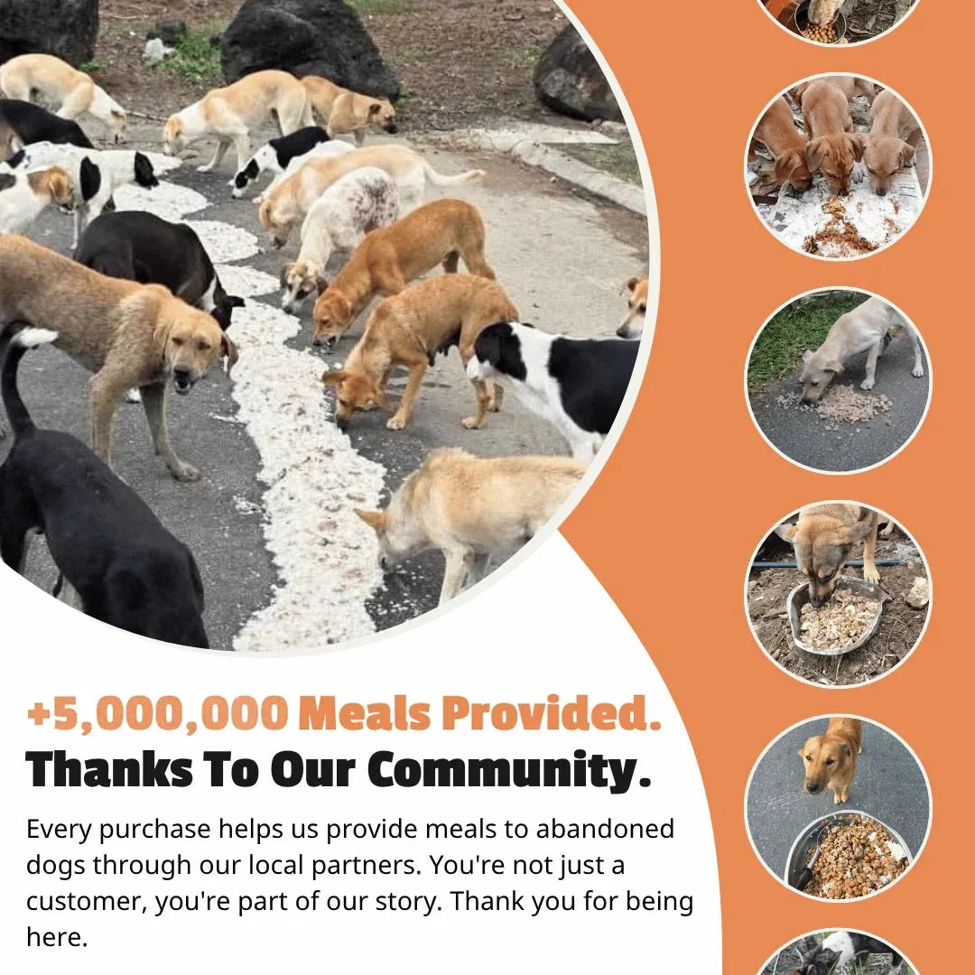 Birch Tree of Life Bracelet